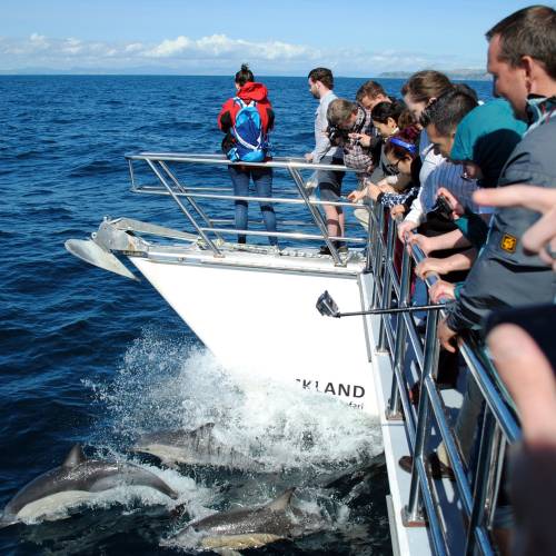 People whale watching